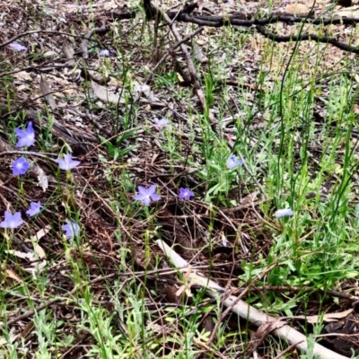 Wahlenbergia capillaris (Tufted Bluebell) at Gossan Hill - 29 Oct 2020 by goyenjudy