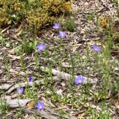 Wahlenbergia capillaris at Bruce, ACT - 29 Oct 2020 03:04 PM