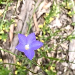 Wahlenbergia capillaris at Bruce, ACT - 29 Oct 2020 03:04 PM