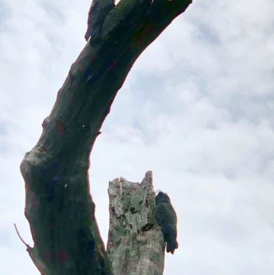 Callocephalon fimbriatum (Gang-gang Cockatoo) at Bruce Ridge to Gossan Hill - 29 Oct 2020 by goyenjudy