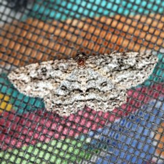 Ectropis fractaria (Ringed Bark Moth) at O'Connor, ACT - 1 Apr 2020 by ibaird