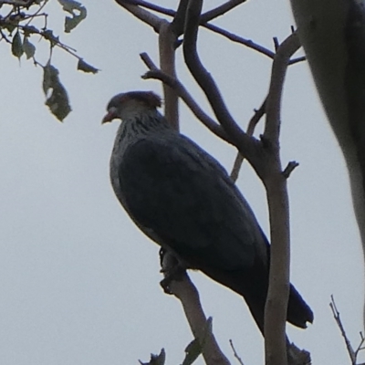 Lopholaimus antarcticus (Topknot Pigeon) at Black Range, NSW - 30 Oct 2020 by StephH