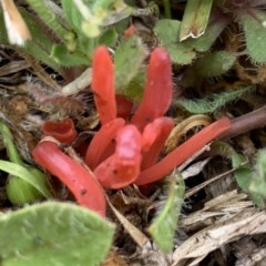 Clavulinopsis sulcata (A club fungi) at Black Range, NSW - 30 Oct 2020 by StephH