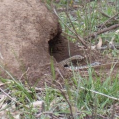 Varanus varius (Lace Monitor) at Black Range, NSW - 30 Oct 2020 by MatthewHiggins