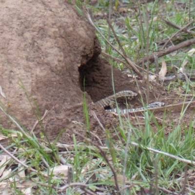 Varanus varius (Lace Monitor) at Black Range, NSW - 30 Oct 2020 by MatthewHiggins