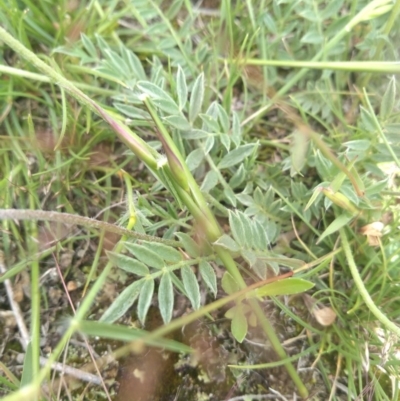 Swainsona sericea (Silky Swainson-Pea) at Mount Taylor - 30 Oct 2020 by Greggy