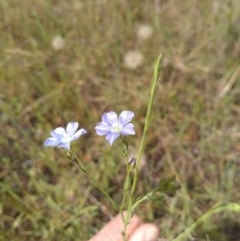 Linum marginale (Native Flax) at Torrens, ACT - 30 Oct 2020 by Greggy