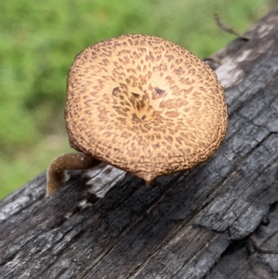 Lentinus arcularius (Fringed Polypore) at Black Range, NSW - 30 Oct 2020 by StephH