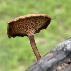 Lentinus arcularius at Black Range, NSW - 30 Oct 2020 03:44 PM