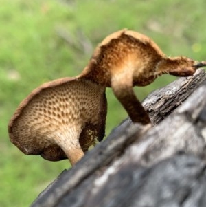 Lentinus arcularius at Black Range, NSW - 30 Oct 2020