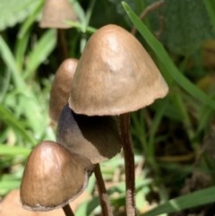 Panaeolus sp. (Panaeolus) at Black Range, NSW - 30 Oct 2020 by StephH