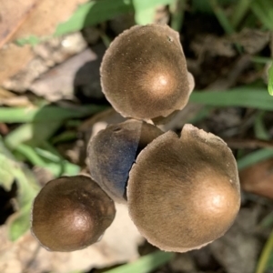 Panaeolus sp. at Black Range, NSW - 30 Oct 2020 12:58 PM