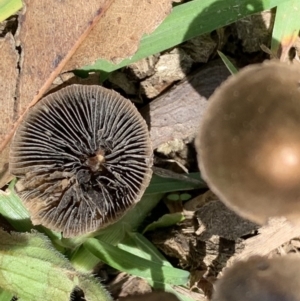 Panaeolus sp. at Black Range, NSW - 30 Oct 2020 12:58 PM