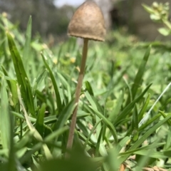 Panaeolus sp. at Black Range, NSW - 30 Oct 2020