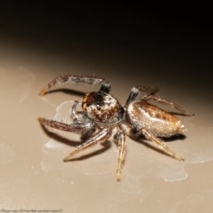 Opisthoncus sp. (genus) (Unidentified Opisthoncus jumping spider) at ANBG - 30 Oct 2020 by Roger
