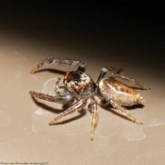 Opisthoncus sp. (genus) (Unidentified Opisthoncus jumping spider) at Acton, ACT - 30 Oct 2020 by Roger