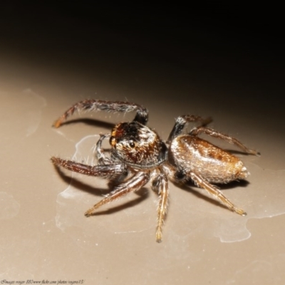 Opisthoncus sp. (genus) (Unidentified Opisthoncus jumping spider) at Acton, ACT - 30 Oct 2020 by Roger