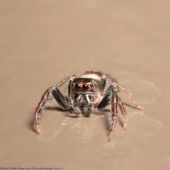 Opisthoncus sp. (genus) at Acton, ACT - 30 Oct 2020 12:47 PM