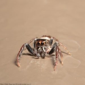 Opisthoncus sp. (genus) at Acton, ACT - 30 Oct 2020 12:47 PM