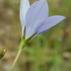 Wahlenbergia capillaris (Tufted Bluebell) at Tuggeranong DC, ACT - 29 Oct 2020 by Mike