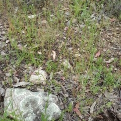 Wahlenbergia capillaris at Tuggeranong DC, ACT - 29 Oct 2020