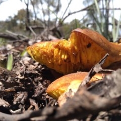 Unidentified Fungus (TBC) at Isaacs Ridge and Nearby - 29 Oct 2020 by Greggy