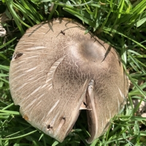 Agaricus sp. at Black Range, NSW - 30 Oct 2020