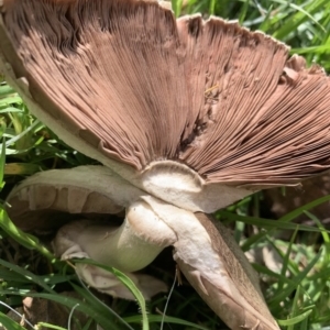 Agaricus sp. at Black Range, NSW - 30 Oct 2020