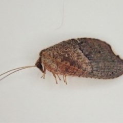Drepanacra binocula (Notched brown lacewing) at Cook, ACT - 27 Oct 2020 by CathB