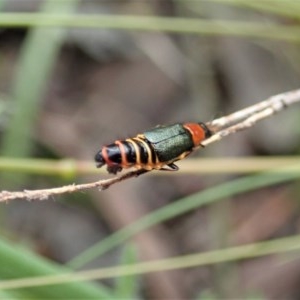 Carphurus sp. (genus) at Cook, ACT - 28 Oct 2020