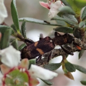 Eleale pulchra at Holt, ACT - 28 Oct 2020