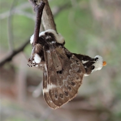 Genduara punctigera (Spotted Clear Winged Snout Moth) at Aranda Bushland - 28 Oct 2020 by CathB