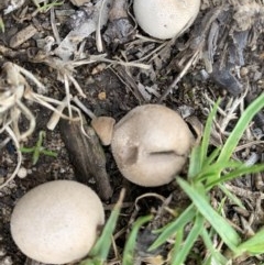 Bovista sp. (A puffball) at Black Range, NSW - 30 Oct 2020 by StephH