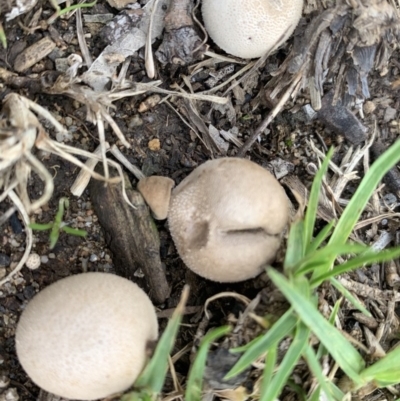 Bovista sp. (A puffball) at Black Range, NSW - 30 Oct 2020 by StephH