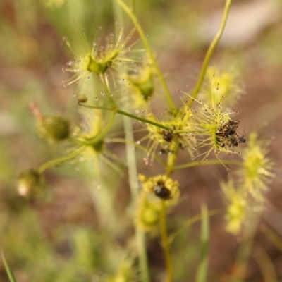Drosera gunniana (Pale Sundew) at Kambah, ACT - 29 Oct 2020 by Sarah2019
