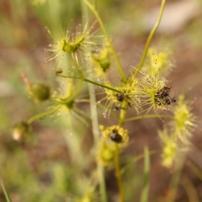 Drosera gunniana (Pale Sundew) at Kambah, ACT - 29 Oct 2020 by Sarah2019