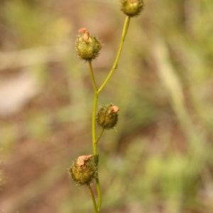 Drosera gunniana at Kambah, ACT - 29 Oct 2020 05:57 PM