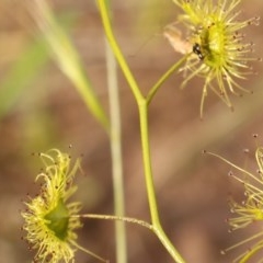 Drosera gunniana at Kambah, ACT - 29 Oct 2020 05:57 PM