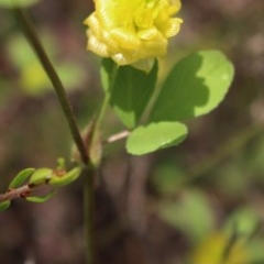 Trifolium campestre (Hop Clover) at Kambah, ACT - 28 Oct 2020 by Sarah2019