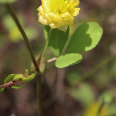 Trifolium campestre (Hop Clover) at Kambah, ACT - 28 Oct 2020 by Sarah2019