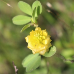 Trifolium campestre at Kambah, ACT - 28 Oct 2020