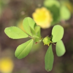 Trifolium campestre at Kambah, ACT - 28 Oct 2020