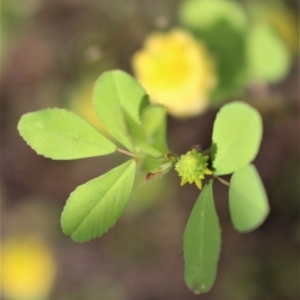 Trifolium campestre at Kambah, ACT - 28 Oct 2020