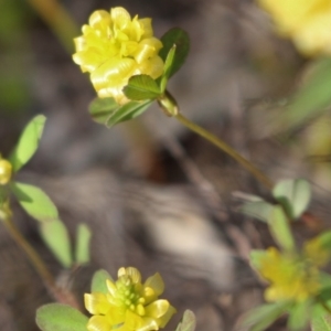 Trifolium campestre at Kambah, ACT - 28 Oct 2020