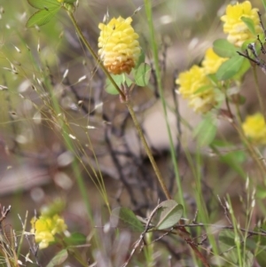 Trifolium campestre at Kambah, ACT - 28 Oct 2020