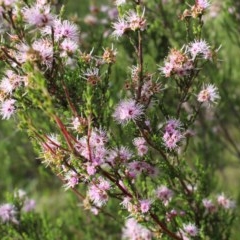 Kunzea parvifolia (Violet Kunzea) at Mount Taylor - 28 Oct 2020 by Sarah2019