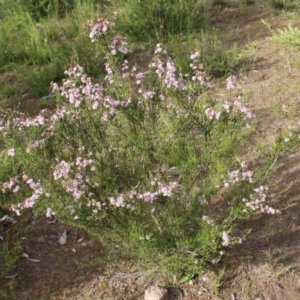 Kunzea parvifolia at Kambah, ACT - 28 Oct 2020 06:02 PM