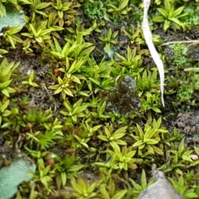 Unidentified Moss, Lichen, Liverwort, etc at Hall Cemetery - 30 Oct 2020 by tpreston