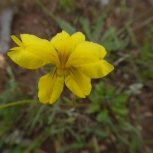 Goodenia pinnatifida at Yass River, NSW - 30 Oct 2020