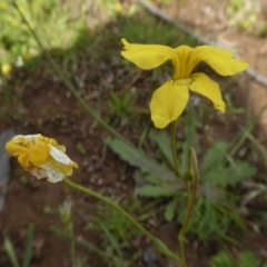 Goodenia pinnatifida at Yass River, NSW - 30 Oct 2020